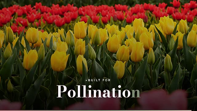 Pollination